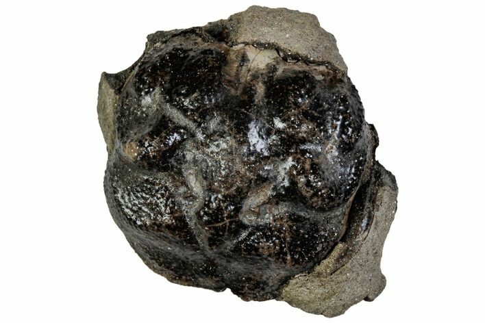 Cretaceous Crab (Dakoticaucer) Fossil - Mississippi #315737